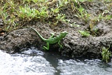 Tortuguero